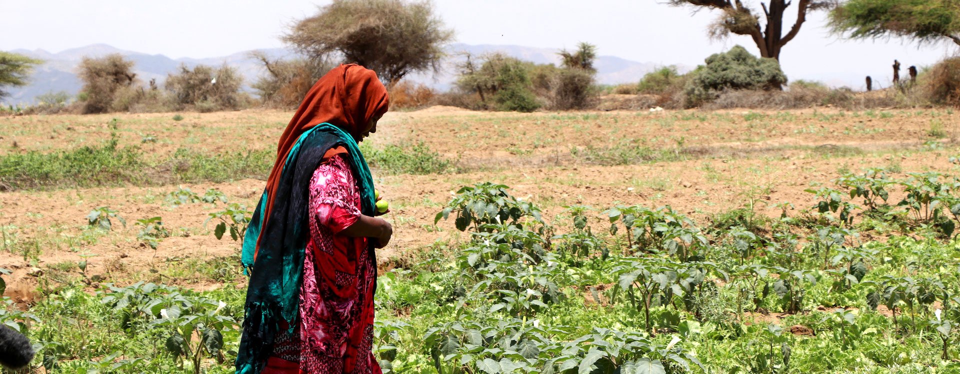 Crops grown from irrigation system near Ruqi village in Somaliland